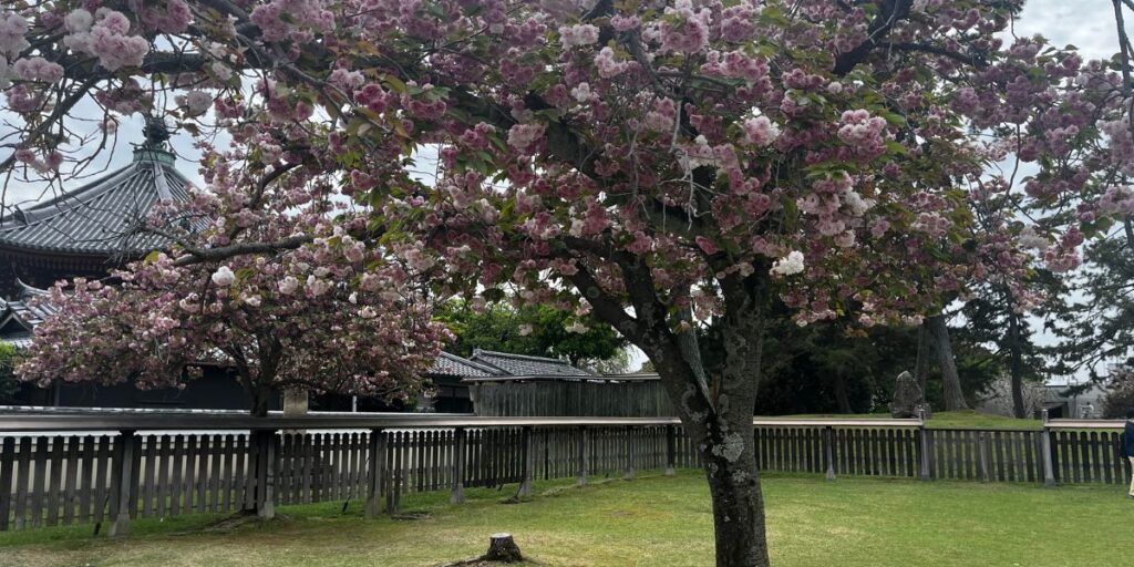 Nara Park